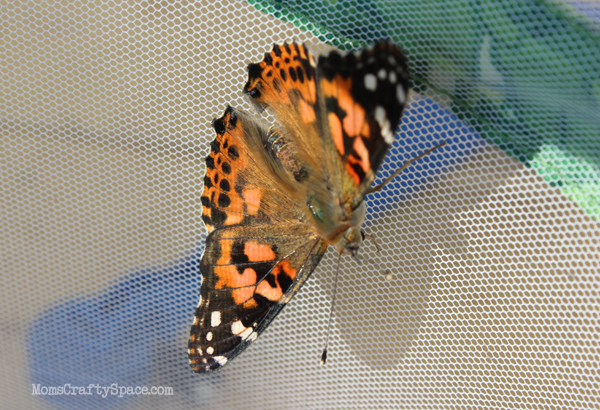 painted lady butterfly being raised