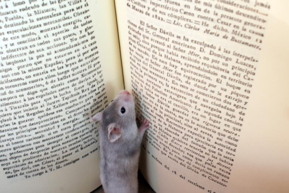 El rojo y el negro Ratón de biblioteca