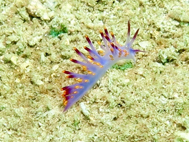 photo of a nudi branch whilst diving Tin Lizzy Wreck, Thailand