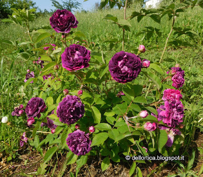 rosa l eveque the bishop confetture sali aromatici erbe secche mela e pera essiccata alla fattoria didattica dell ortica a Savigno Valsamoggia Bologna in Appennino vicino Zocca