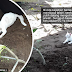 Sayangnya kucing putih ini pada arwah Tokwan