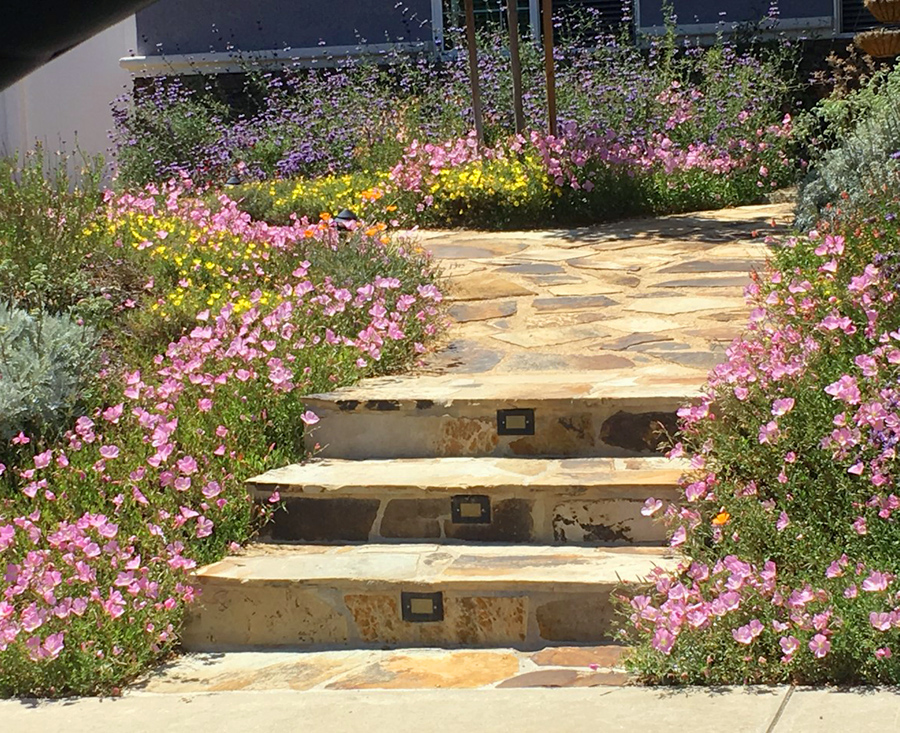 Shrubs Or Mushrooms Ramblings From A Desert Garden