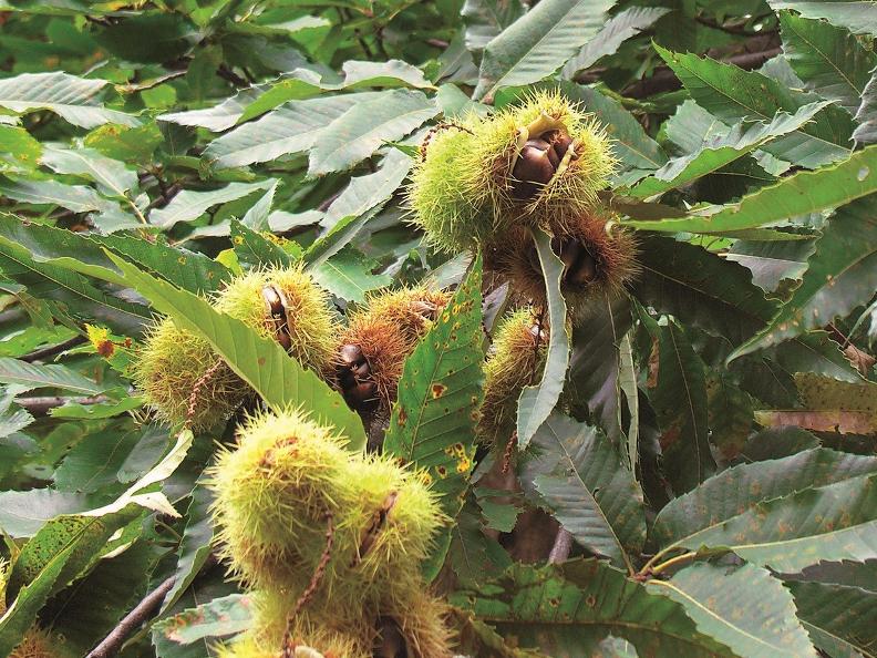 The history of the Chestnut Expat with Kids