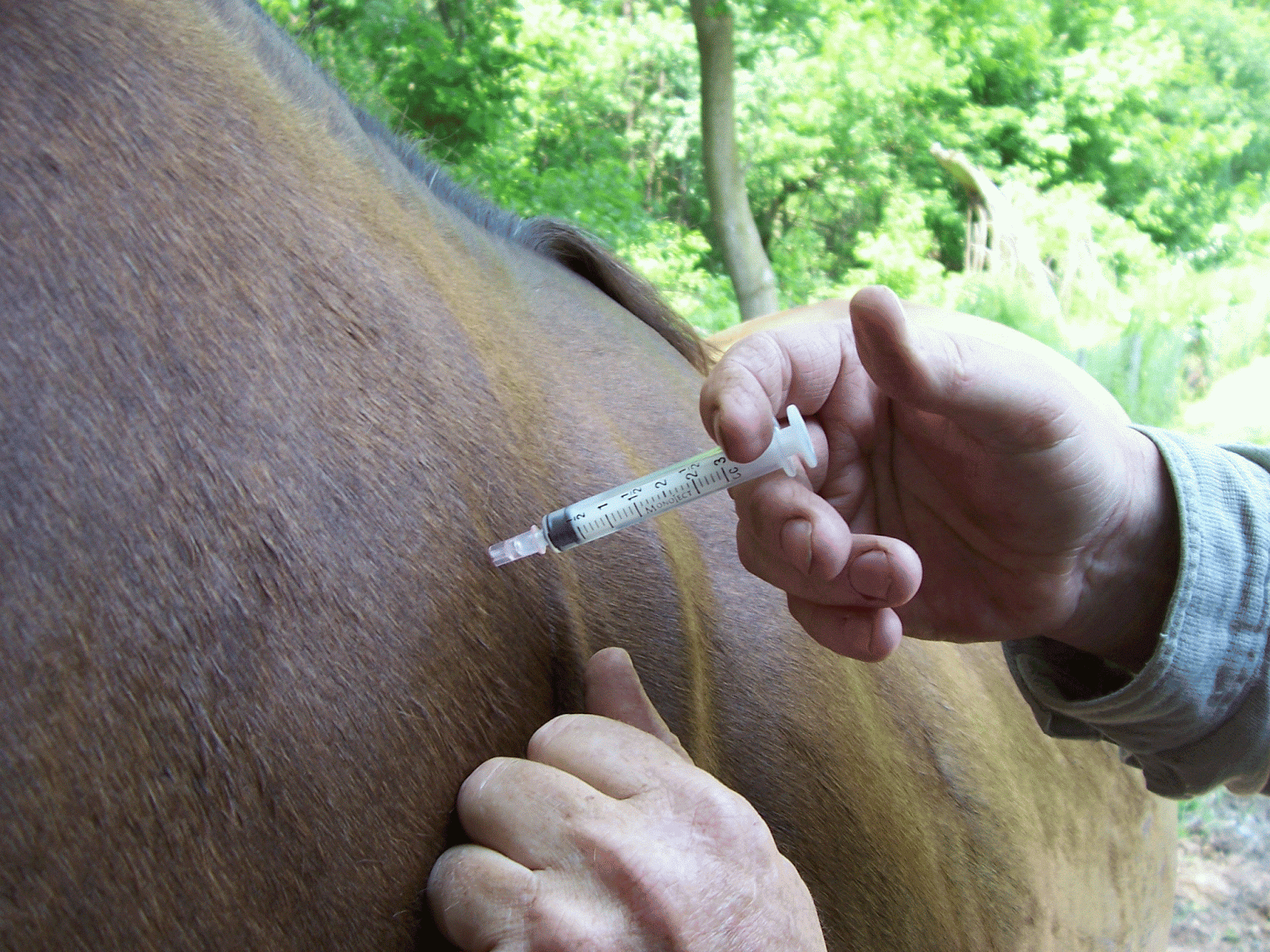 Укол ягненку. Лептоспироз лошадей вакцина. Вакцинация лошадей.