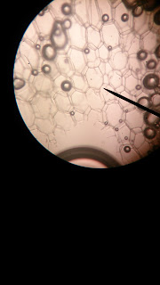 LAPORAN PENGAMATAN SEL BAWANG, SEL BATANG SINGKONG DAN SEL EPITEL EF