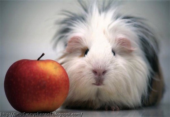Funny guinea pig..