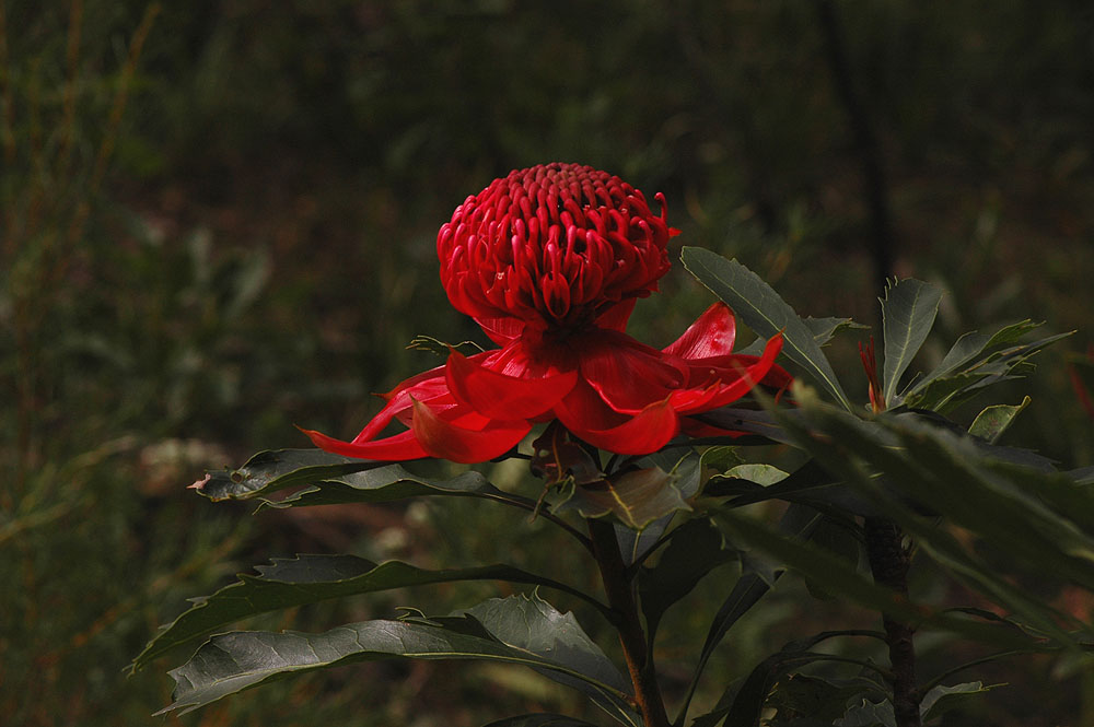 The Nature of Robertson A perfect Waratah