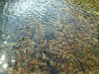 Laghi di Sumiana - rane