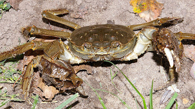Musings of a Biologist and Dog Lover: Invasive Species: Chinese Mitten Crab