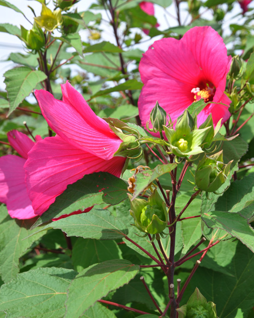 Three Dogs in a Garden Hardy Hibiscus