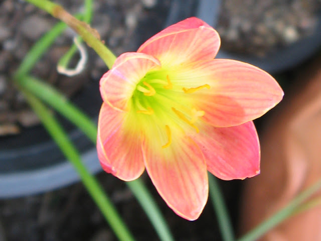 1 Bulbo Autentico Rain Lily Zephyranthes 10 Tipi Tra Cui - Foto 5