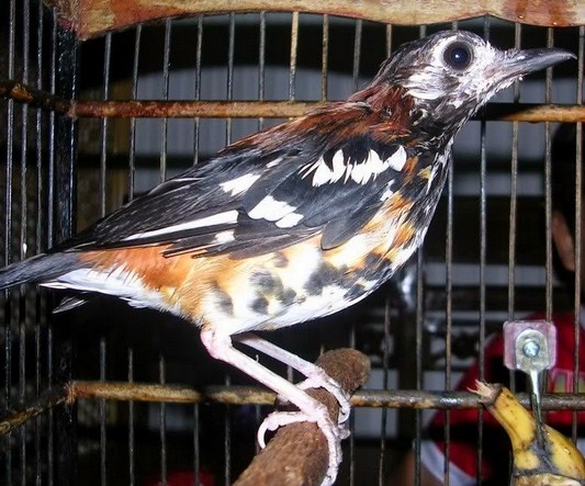 5 Ciri Burung Anis Macan Jantan Di Lihat Dari Segi Fisik Yang