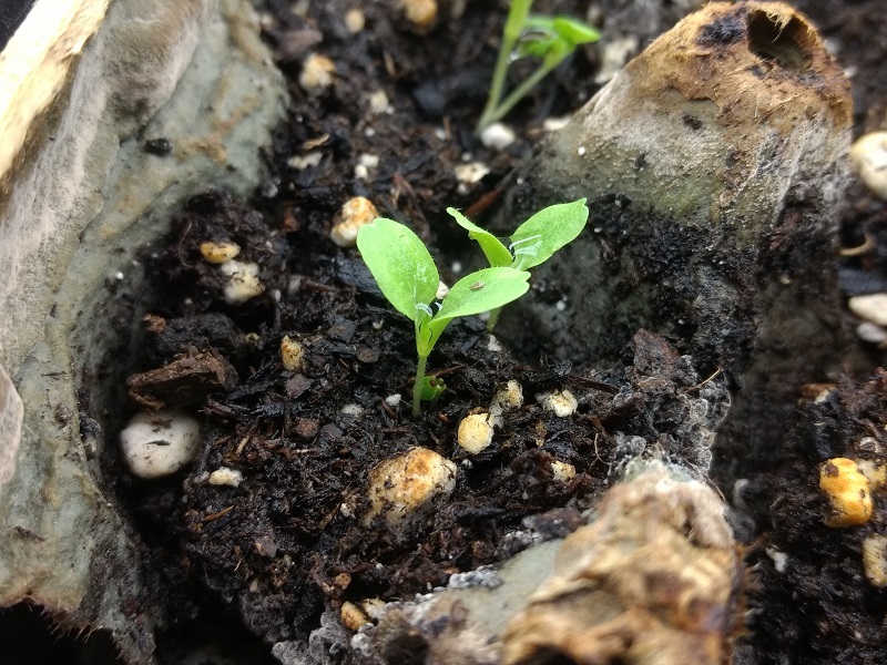 Buttercrunch Lettuce Greens and Machines