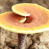 Ganoderma Mushroom Demand For Products Has Increased Dramatically In The US