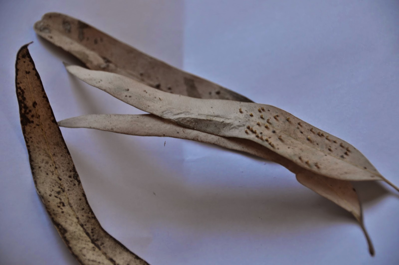 Art&Design Journal : Leaves and chunks of branches