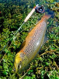 A Nice Brownie from Croatian River