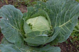 cabbage