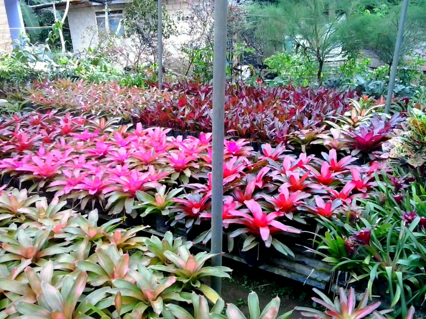 jual pohon bromelia debora penjual tanaman hias jual pohon bromelia debora penjual tanaman hias