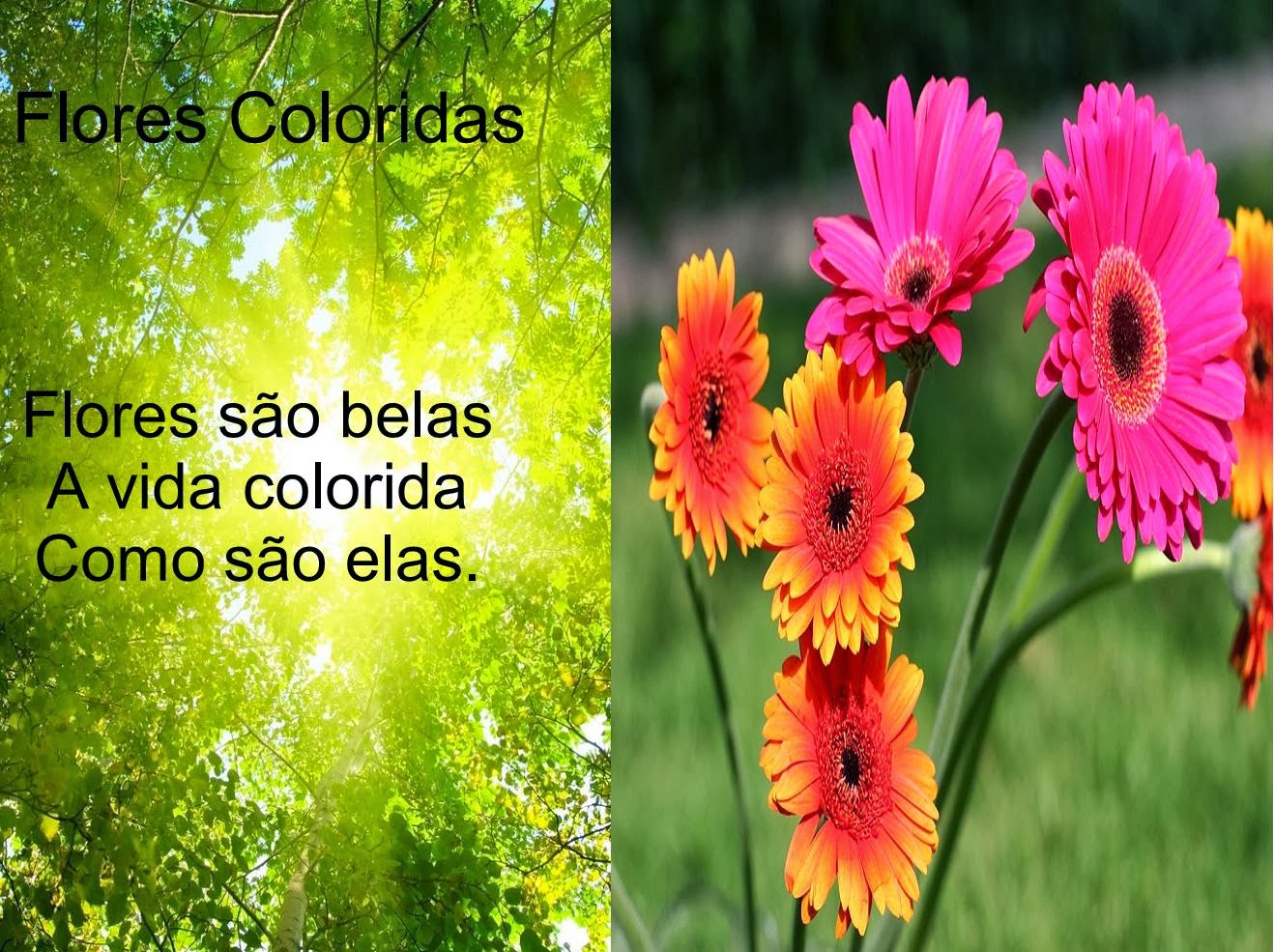 Haicai Exemplos Sobre Natureza - NAZAEDU