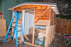 chickens coop done chicken leave
