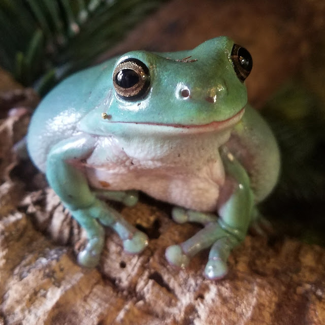 Momcicle Mania Whites Tree Frogs