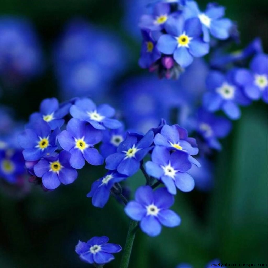 Фото Голубых Цветов