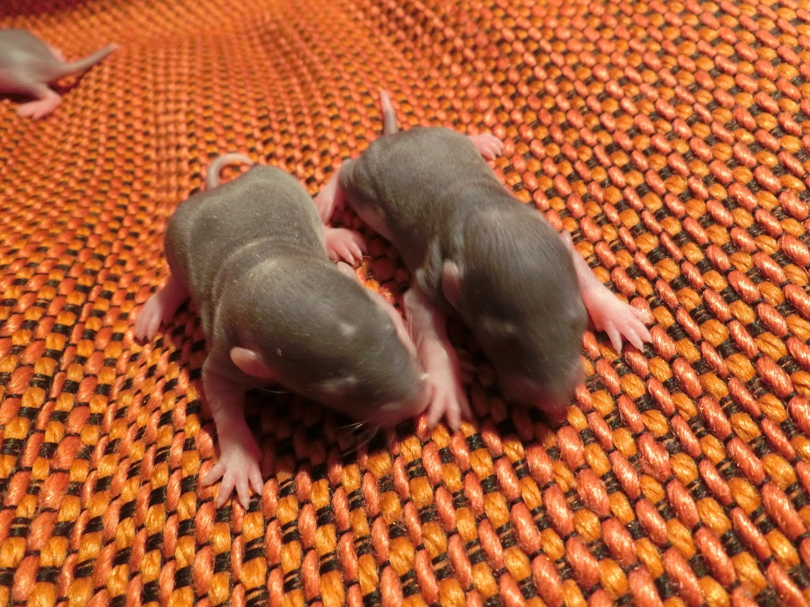 Nau speak Baby Rat Growth & Development Part 1 the first 10 days