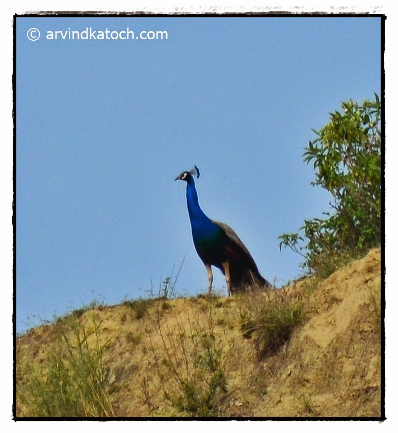 Peacock, Hill Top