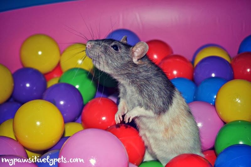 Playing In the Ball Pit Pawsitively Pets