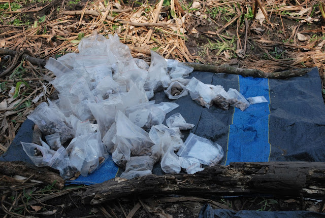 Human settlements in Amazonia much older than previously thought