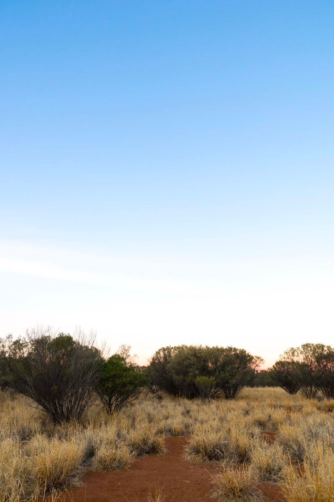 the kangaroo sanctuary alice springs