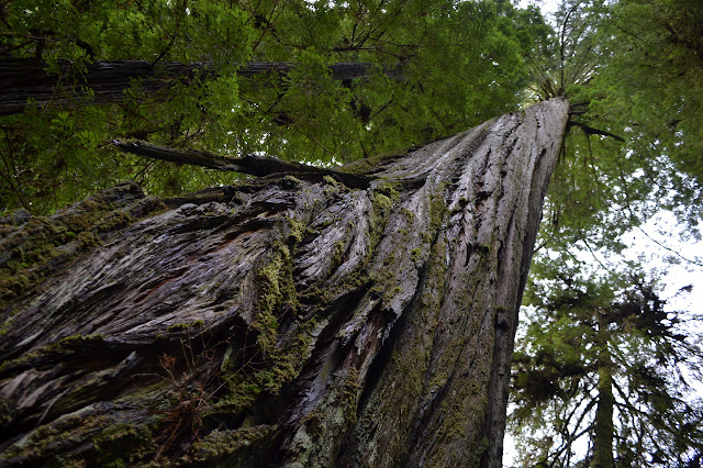 twisting trunk