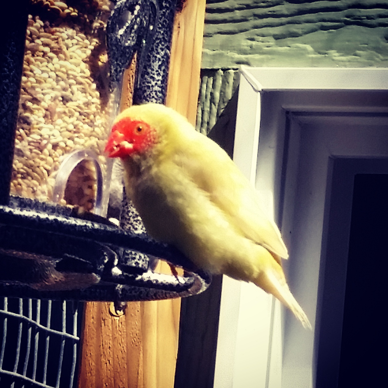 Happy Bird Place Finch and Grasskeet Blog Breeding season ending. Time