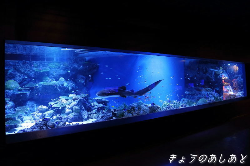 きょうのあしあと 誕生日 アクアパーク品川