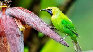 Caraputu Com Media Refrensi Harga Burung Mp3 Burung