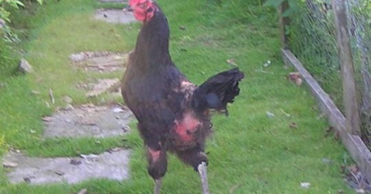 Kanibalizm Tuy Cekme Gagalama Tavuk Ciftligim Kanibalizm Tuy Cekme Gagalama Tavuk Ciftligim