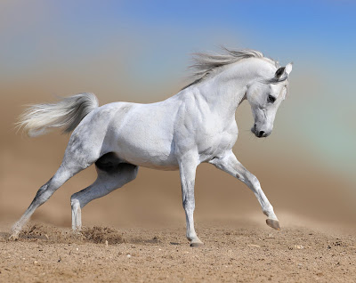 Hermoso caballo pura sangre en color blanco white horse