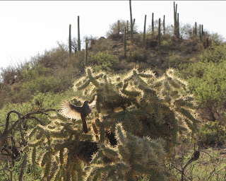 Desert Colors: June 2011