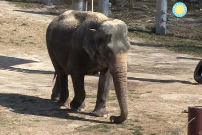shanthi la elefante que toca una canción en la armónica