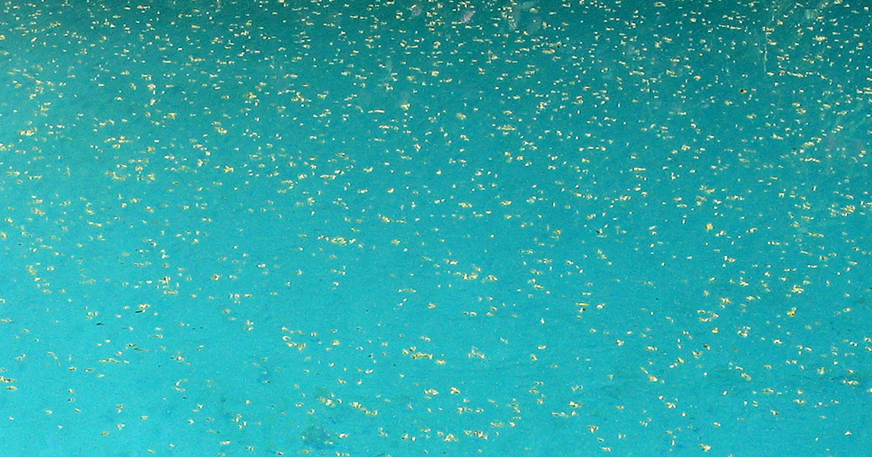 pollen pool air water vint acting age