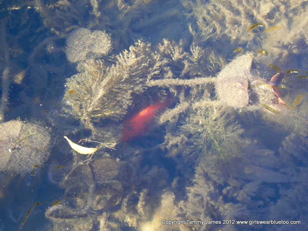 GirlsWearBlueTooGarden Fish in frozen Ponds