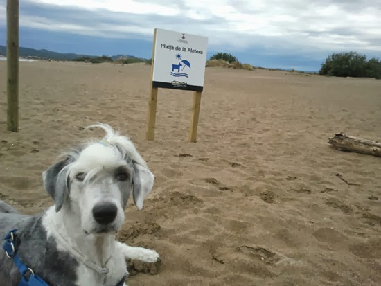 Bajo mandato En la mayoría de los casos ayuda aWebo: Playa para ir con tu perro, Estartit, Girona