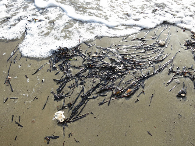 Blackened pieces of eel grass being washed up onto sandy beach