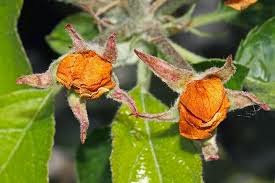 Яблонный цветоед (Anthonomus pomorum)