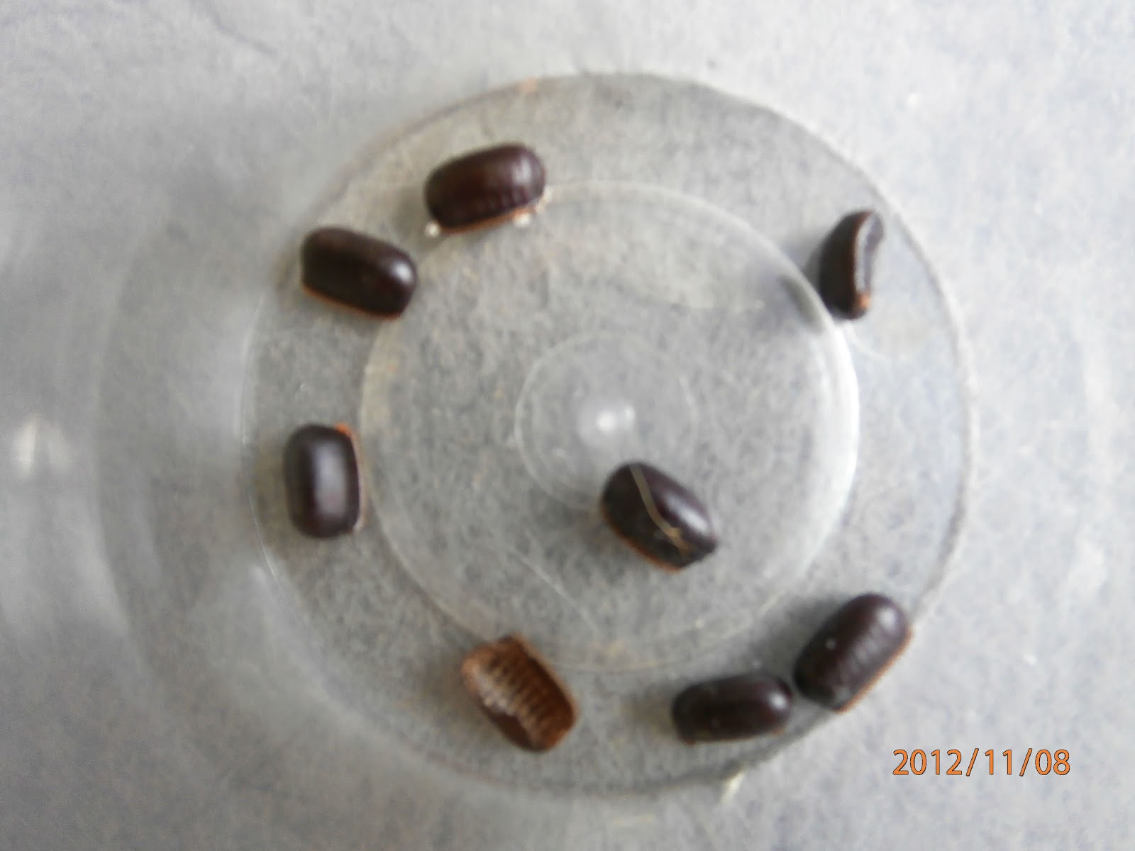 Ch£riSh ღ Beans? Its COCKROACH EGGS!!