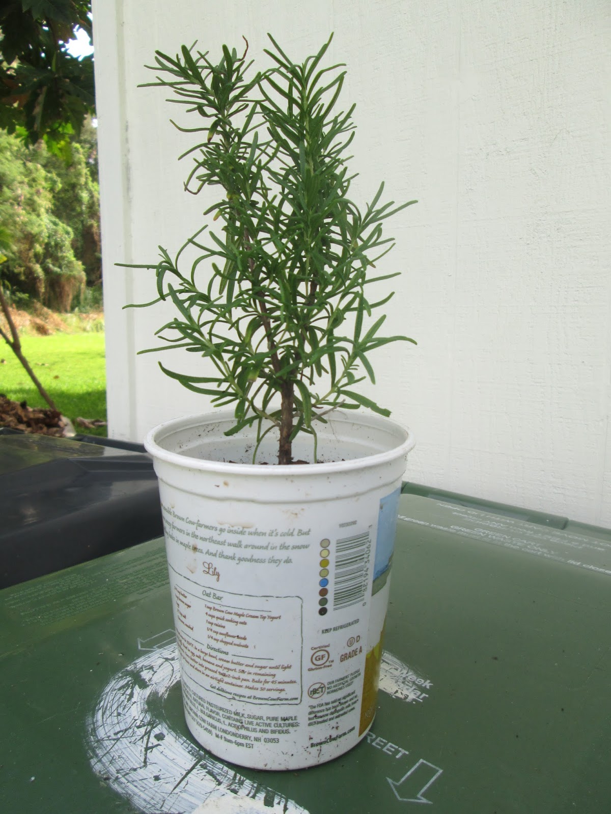 Garden Notes from Hawaii ROSEMARY (Rosmarinus officinalis)