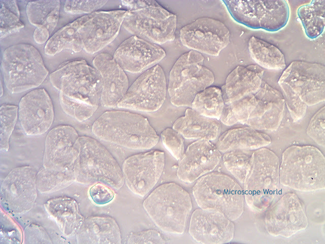 Phase contrast microscopy image of cheek cells captured at 100x under a phase contrast microscope.