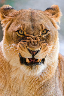 Not so happy lioness, de Tambako de Jaguar