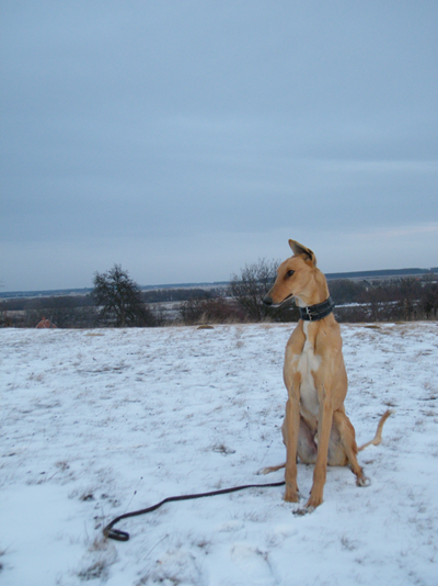 2012_0214hunor0044.png