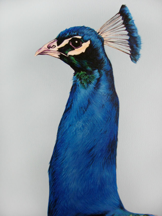 Scott Zaragoza, peacock painting